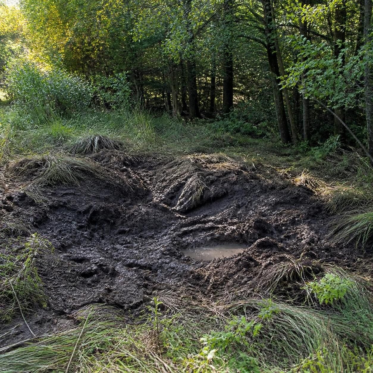 Découvrez comment identifier les empreintes de sanglier femelle en forêt grâce à nos conseils pratiques pour reconnaître ses marques et mieux comprendre son comportement.